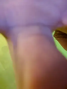 Snapshot of jorwee chatting on January 15, 2025, 7:26 am jorwee online show from January 15, 2025, 7:26 am