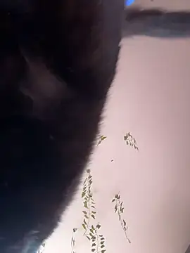 -Sexy Barbie- online show from October 11, 2025, 2:34 am