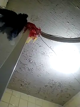 Polygamist online show from October 18, 2025, 7:54 am