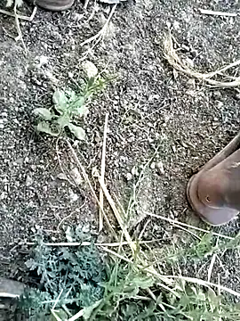 jellydicks online show from February 8, 2026, 10:57 am