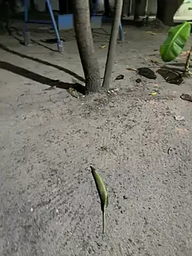 Snapshot of Erick-90 chatting on February 21, 2026, 6:26 am Erick-90 online show from February 21, 2026, 6:26 am