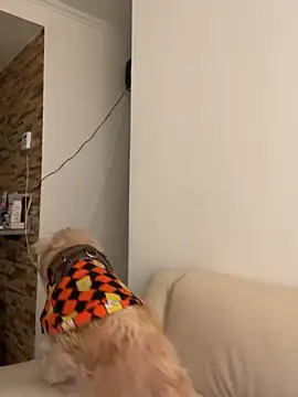 Snapshot of Im_Valen_Cute chatting on October 1, 2025, 8:13 pm Im Valen Cute online show from October 1, 2025, 8:13 pm