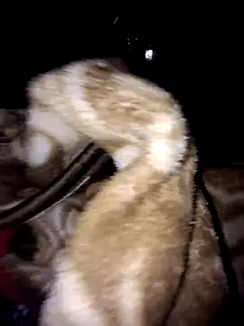 Snapshot of menakshiiikaur chatting on March 3, 2025, 12:01 am menakshiiikaur online show from March 3, 2025, 12:01 am