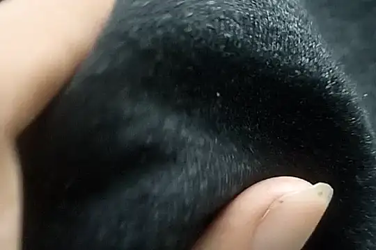 Telugu sollakaya online show from December 2, 2024, 6:38 pm