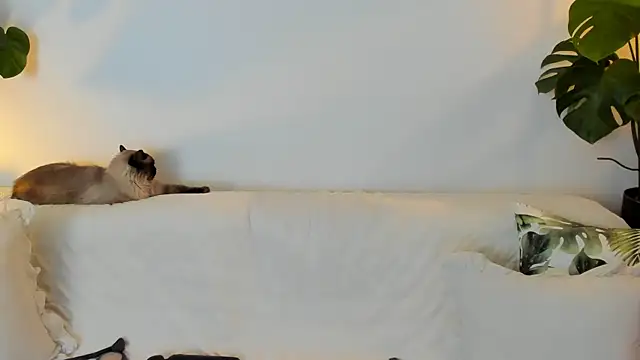 Amie Hill online show from March 12, 2026, 7:23 am