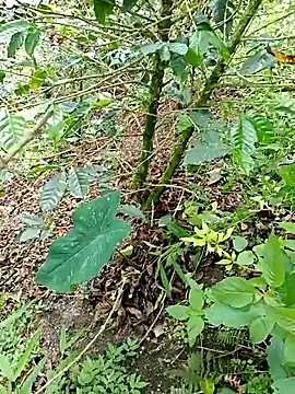 mmarvis za78 93 21cm online show from November 4, 2025, 6:11 pm