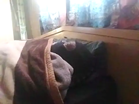 Snapshot of LaneYam chatting on May 28, 2026, 6:32 am LaneYam online show from May 28, 2026, 6:32 am