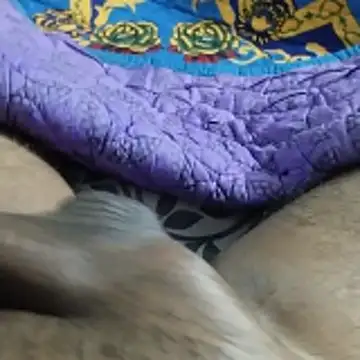 Snapshot of desi_pb02 chatting on November 22, 2025, 7:24 pm desi pb02 online show from November 22, 2025, 7:24 pm