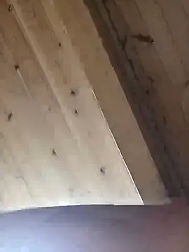 Angelsordemons6 online show from September 19, 2025, 8:24 pm