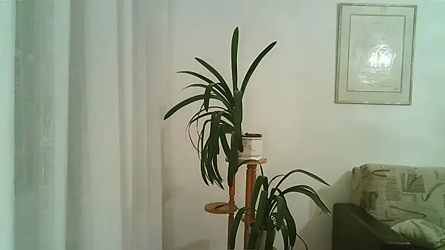 Dartanjanas13 online show from November 28, 2025, 8:09 pm