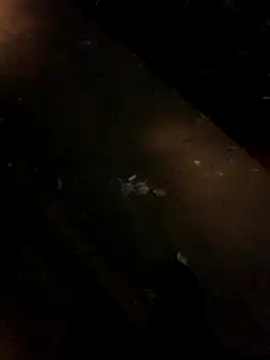 Snapshot of sesa12 chatting on November 21, 2025, 8:52 pm sesa12 online show from November 21, 2025, 8:52 pm