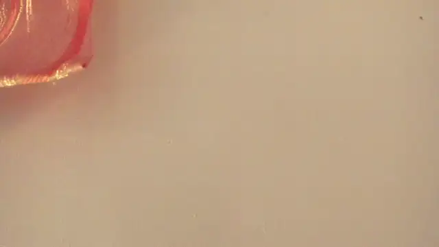 violet taylor  online show from July 2, 2026, 2:23 am