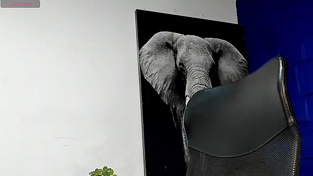 Snapshot of king_falconer chatting on November 15, 2025, 11:31 pm king falconer online show from November 15, 2025, 11:31 pm