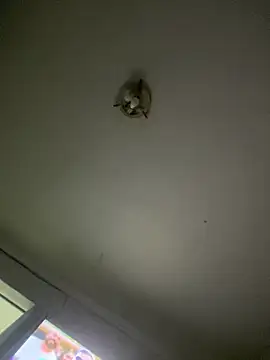 Isabelaa  online show from March 28, 2026, 3:29 am