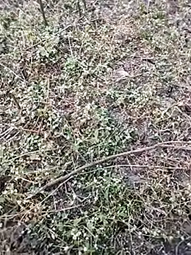 BlackhorseBBC online show from December 5, 2025, 2:00 am