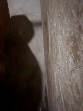 Snapshot of Lujor chatting on March 10, 2026, 12:58 am Lujor online show from March 10, 2026, 12:58 am