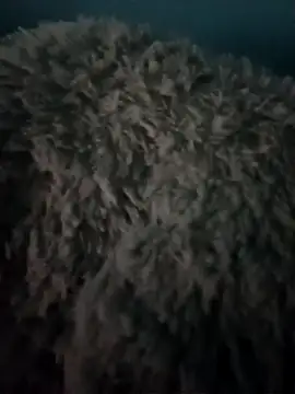 candy porn1818 online show from October 12, 2025, 12:34 am