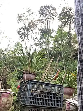 Huong-Ly online show from March 29, 2026, 11:01 am