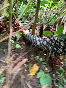 Snapshot of Huong-Ly chatting on October 28, 2025, 5:29 am Huong-Ly online show from October 28, 2025, 5:29 am