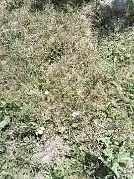 Snapshot of pegaso369 chatting on July 14, 2026, 10:21 am pegaso369 online show from July 14, 2026, 10:21 am