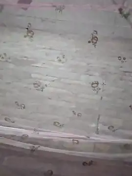 rani8008 online show from October 1, 2025, 3:05 pm