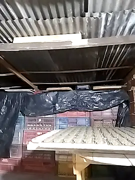 hoteder online show from December 23, 2025, 12:43 am