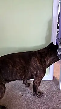 Snapshot of RhondaRump chatting on October 12, 2025, 2:40 pm RhondaRump online show from October 12, 2025, 2:40 pm