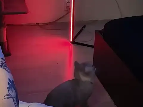 Snapshot of davesinner chatting on March 1, 2026, 9:42 am davesinner online show from March 1, 2026, 9:42 am