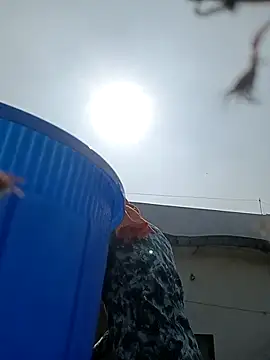 96rose online show from November 12, 2025, 7:45 am