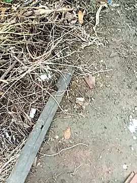 Snapshot of dolphiinn chatting on October 17, 2025, 2:37 am dolphiinn online show from October 17, 2025, 2:37 am