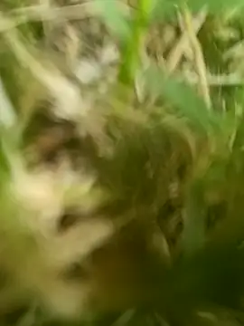 Snapshot of dolphiinn chatting on March 20, 2026, 2:12 am dolphiinn online show from March 20, 2026, 2:12 am