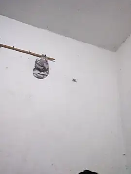 Snapshot of KitedSeizure chatting on December 15, 2025, 11:49 am KitedSeizure online show from December 15, 2025, 11:49 am