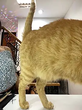 EmilyHarperr online show from November 4, 2025, 12:31 pm