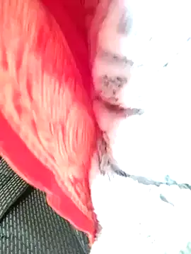 Hut rotu cute online show from January 12, 2026, 1:29 pm