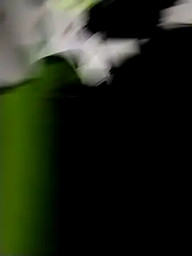 Snapshot of danigarci2307 chatting on October 21, 2025, 10:31 pm danigarci2307 online show from October 21, 2025, 10:31 pm