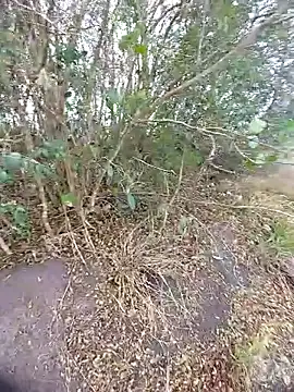 magraocam online show from October 30, 2025, 3:53 pm