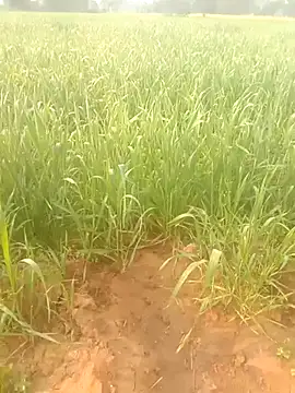 Susila ji online show from January 18, 2026, 3:54 am