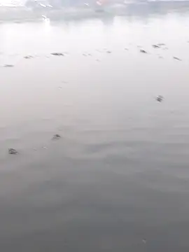 Snapshot of Bangladeshi_Big_male chatting on December 2, 2025, 11:12 am Bangladeshi Big male online show from December 2, 2025, 11:12 am