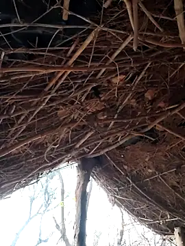 Snapshot of Janvi_Jaitly chatting on December 5, 2025, 1:27 am Janvi Jaitly online show from December 5, 2025, 1:27 am