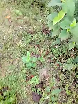 bigdaddyboy46 online show from September 9, 2025, 1:27 am