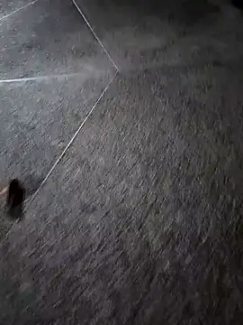 Snapshot of BrissPLUG8 chatting on December 16, 2025, 1:21 am BrissPLUG8 online show from December 16, 2025, 1:21 am