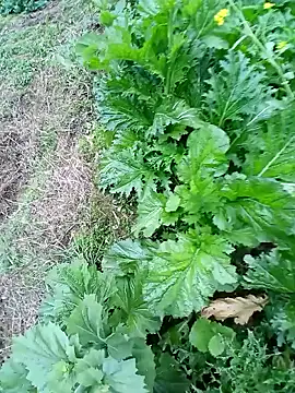 kemtuoi-sex online show from February 22, 2026, 10:17 am