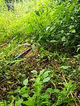 Snapshot of telugumodda4396 chatting on October 19, 2025, 6:16 am telugumodda4396 online show from October 19, 2025, 6:16 am