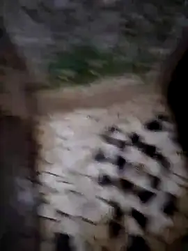 SALCEDO 041198 online show from November 25, 2025, 11:43 am