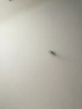 Dania Oconor online show from January 6, 2026, 10:14 pm