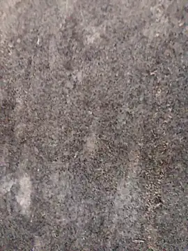 nagepalli online show from November 29, 2025, 3:28 am