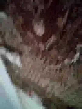 Snapshot of MilaCold5443 chatting on December 1, 2025, 6:53 pm MilaCold5443 online show from December 1, 2025, 6:53 pm