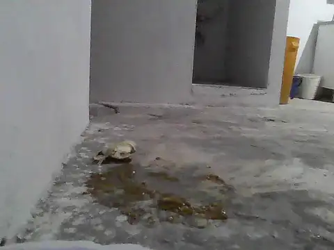 jupiter 333 online show from January 8, 2026, 7:25 am