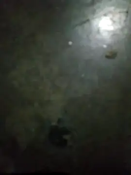 gugugyu online show from October 30, 2025, 12:25 pm