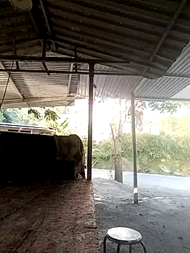 yoyo-mi online show from November 27, 2025, 12:55 am